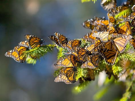 The Monarch Butterfly Biosphere Reserve A Unesco World Heritage Site
