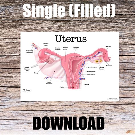Uterus Anatomy Worksheet Single FILLED Digital Download Human Anatomy Chart Anatomy Art