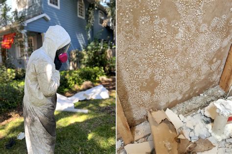 Mold Removal Vs Mold Remediation Mold Solutions