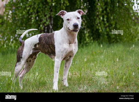 White And Brindle American Pit Bull Terrier Female Dog Standing In The