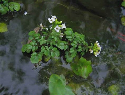 Plante Salbatice Comestibile Frunze Tinere Si Lastari Ce Se Mananca