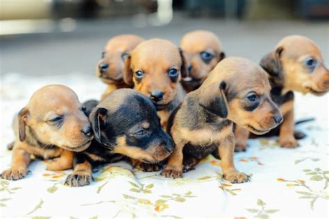 It is lpdr's goal to identify abandoned, mistreated, or homeless. What is a Toy Dachshund?