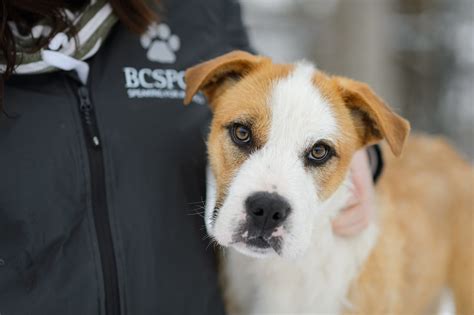 Report your lost pet to your local animal control office. BC SPCA ready to help pet guardians as flood waters rise ...