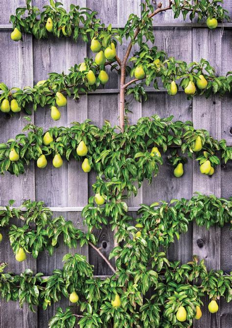 Read Growing In Small Spaces Fruit Trees Online