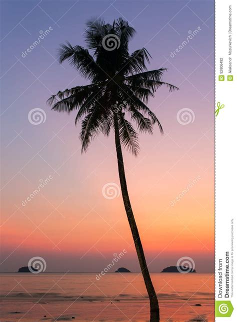 Palm Tree Silhouette At The Sunset Stock Photo Image Of
