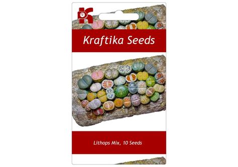 Cutting scions from a flourishing plant is almost a crime because the scions do not root easily. 10 Seeds Lithops Mix, Living Stone, Cute Succulents ...
