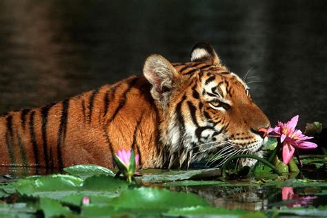 The Royal Bengal Tiger Bangladesh