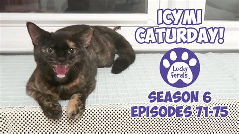 Icymi Caturday Lucky Ferals S6 Episodes 71 75 Cat Videos
