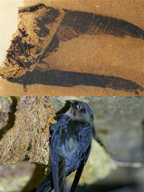 Mystery Solved How Birds Evolved To Have Colorful Feathers