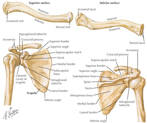 Bony Structure Of Shoulder And Upper Limb