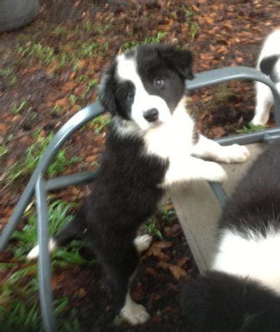 Find the perfect border collie puppy for sale at puppyfind.com. CKC Border Collies Puppies for Sale in Ocala, Florida Classified | AmericanListed.com
