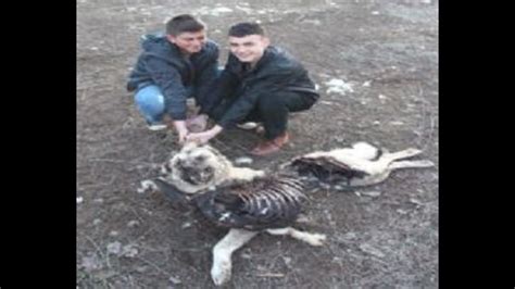 Pack Of Wolves Killed Kangal Dogs And Sheep Flock In Turkey Youtube