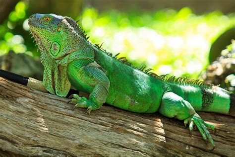 Green Iguana Facts And Pictures