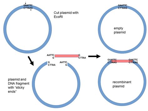 Recombinant DNA Biological Principles