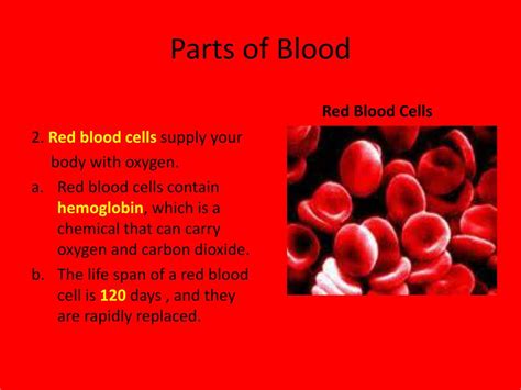 Ppt Blood Powerpoint Presentation Free Download Id4829506