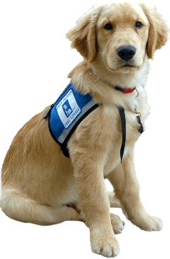 If you have a dog that is four months old or older, it must be vaccinated for rabies and licensed. Service Dogs For Persons With Intellectual Impairments ...