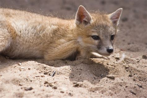 Swift Fox Pet Fox Fox Breeds Animals Wild