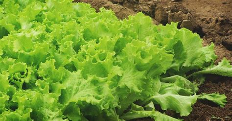 Growing Lettuce How To Plant Grow And Harvest Fresh Lettuce