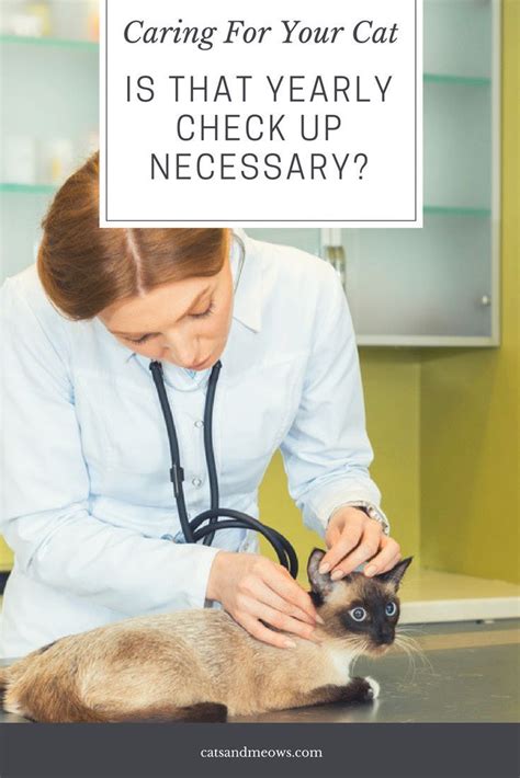 Caring For Your Cat Is That Yearly Check Up Necessary Cats And