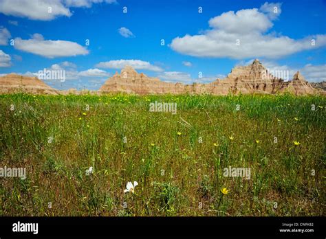 Pinnacles And Spring Flowers Badlands National Park South Dakota Usa