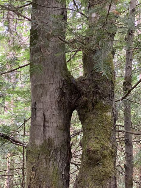 Trees Sucking On Each Other Rtreessuckingonthings