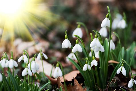 Snowdrops Plant Of The Week Cultivation Street