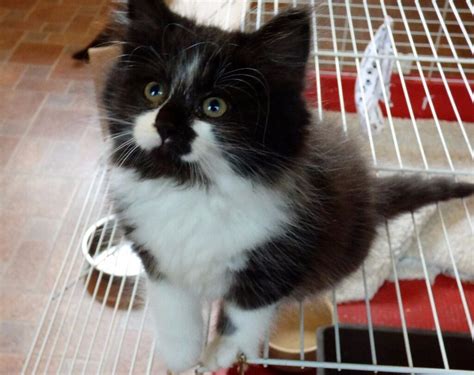 Pedigree Norwegian Forest Cat Female Kitten For Sale In