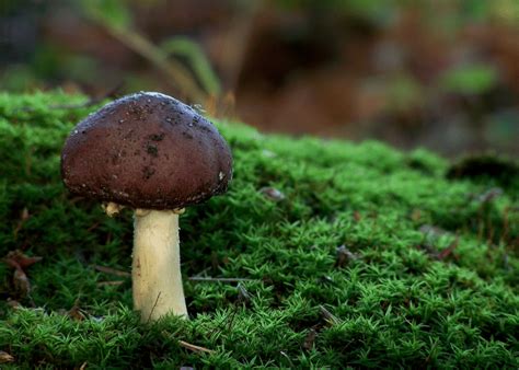 How To Grow Wine Cap Mushrooms And Boost Your Garden Yields Joybilee Farm