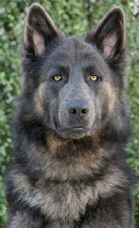 So Beautiful So Alluring So Strong The German Shepherd Avec Images