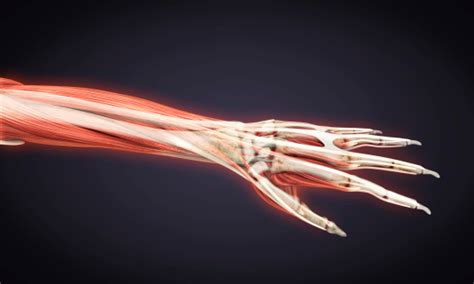 Human Hand Anatomy Stock Photo Download Image Now Istock