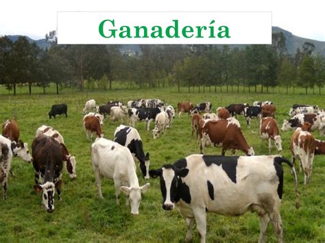 Calaméo Ganaderia