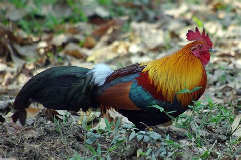 The Sri Lankan Jungle Fowl National Bird Of Sri Lanka