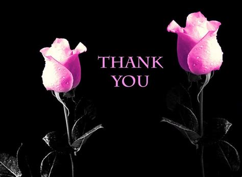 Thank You Thank You Roses Rose Pink Hd Wallpaper Peakpx