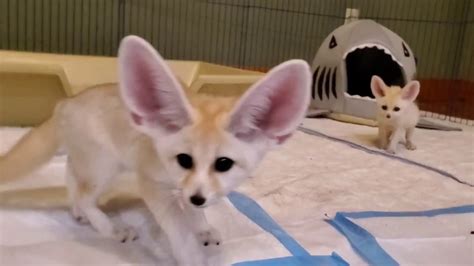 Silly Baby Fennec Foxes 😍 Youtube