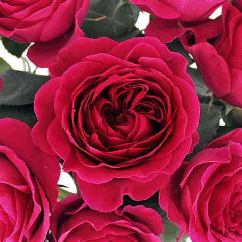 Darcey Rubine Red David Austin Garden Rose Ranunculus Flowers Rose