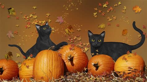 Halloween Cat Desktop Wallpapers Top Free Halloween Cat Desktop