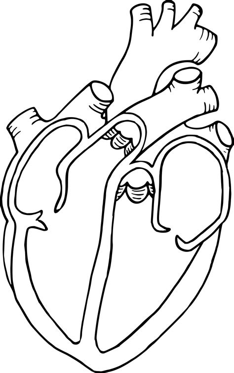 25 Human Heart Diagram Png Images Komukimagewell