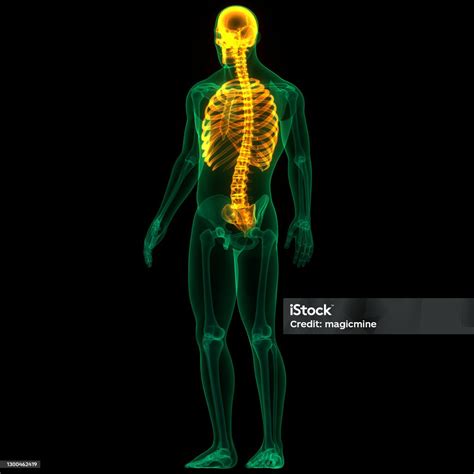 Menschliches Skelettsystem Axialskelett Anatomie Stockfoto Und Mehr