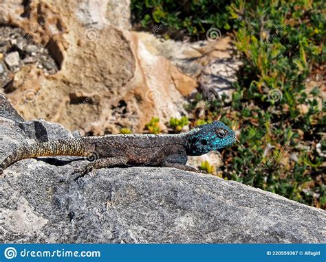 Southern Rock Agama Blue Headed Lizard Stock Image Image Of Body