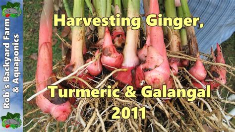 Harvesting Ginger Turmeric And Galangal Youtube