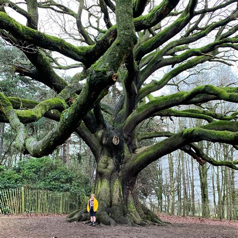 Big Old Oak Tree