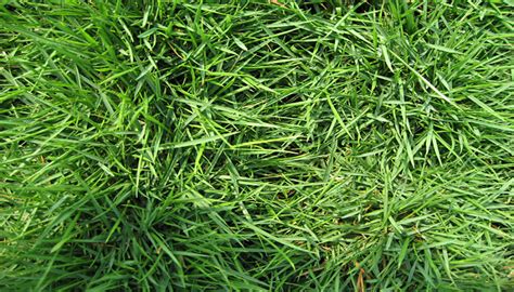 When the heat peaks in the summer months that's when the grass reaches its optimal height. Lawn Care Services | Greensboro, Winston-Salem | 336-854-7999
