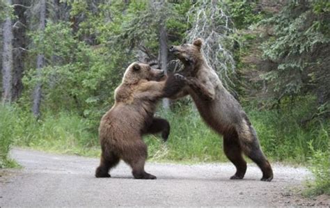 Bears Fighting 9 Pics Funny Animal ~ I Love Funny Animal
