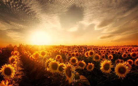 2880x1800 Sunflowers Sunset Macbook Pro Retina Hd 4k