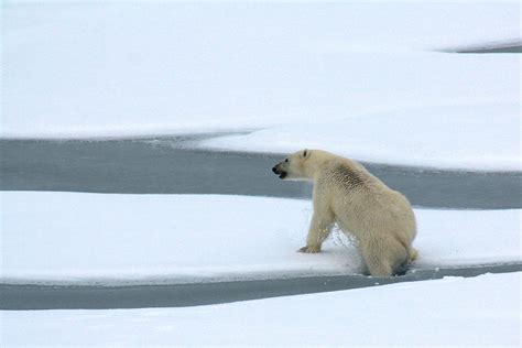 Polar Bears Facts Information Pictures And Video For Kids And Adults