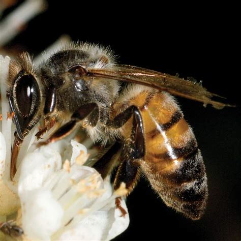 Species Apis Mellifera Honey Bee Apis Mellifera Bugguidenet