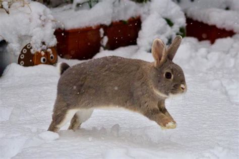 Bunny In The Snow Animals Images Animals And Pets Baby Animals Cute