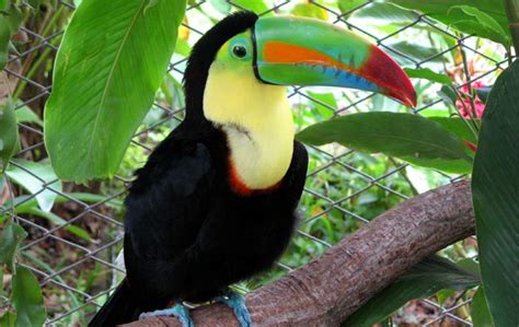 They get their nutrients from the air and water, not from the soil. Top 7 Tropical Rainforest Animal Adaptations | Biology ...