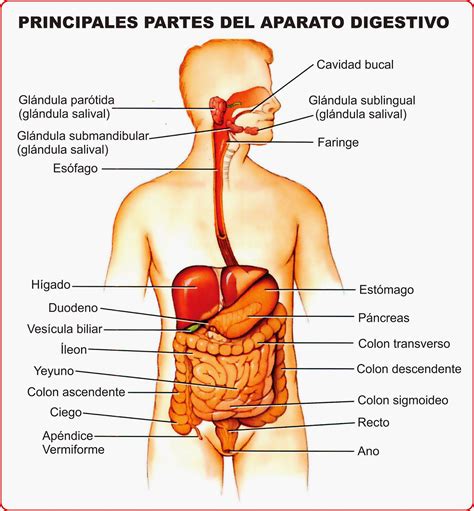 El aparato Digestivo Órganos principales Ciclo Escolar
