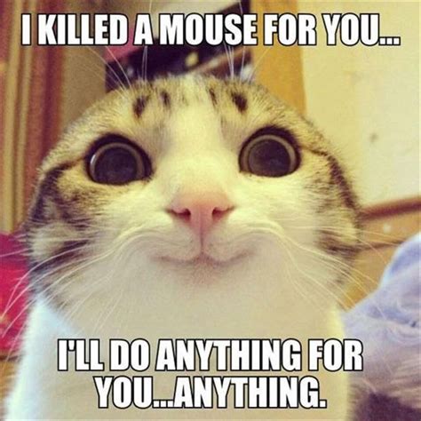 Cat And Mouse Funny Quotes